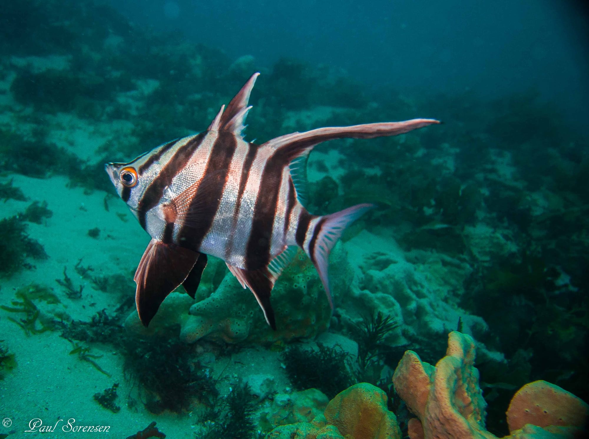 A Marine Mili series: Zebras of the sea