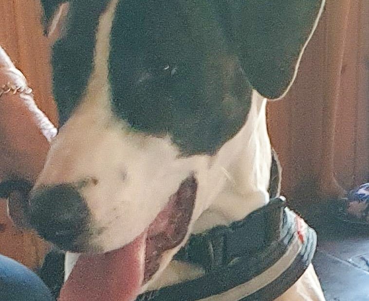 Want to adopt a dog?