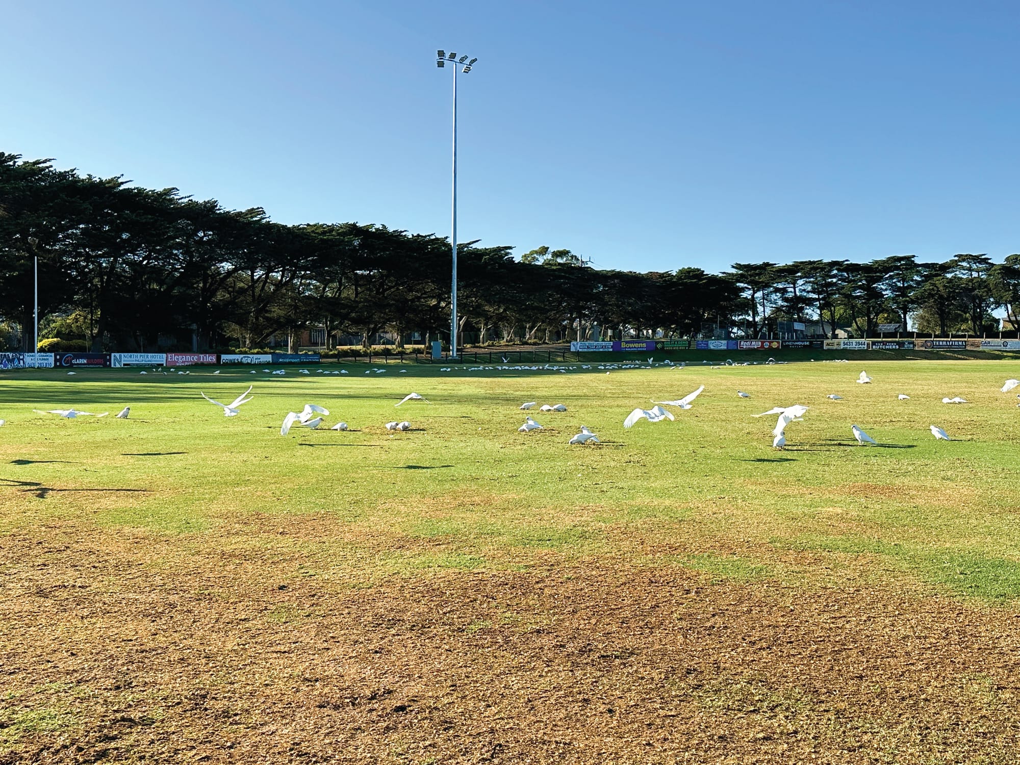 Birds devouring oval