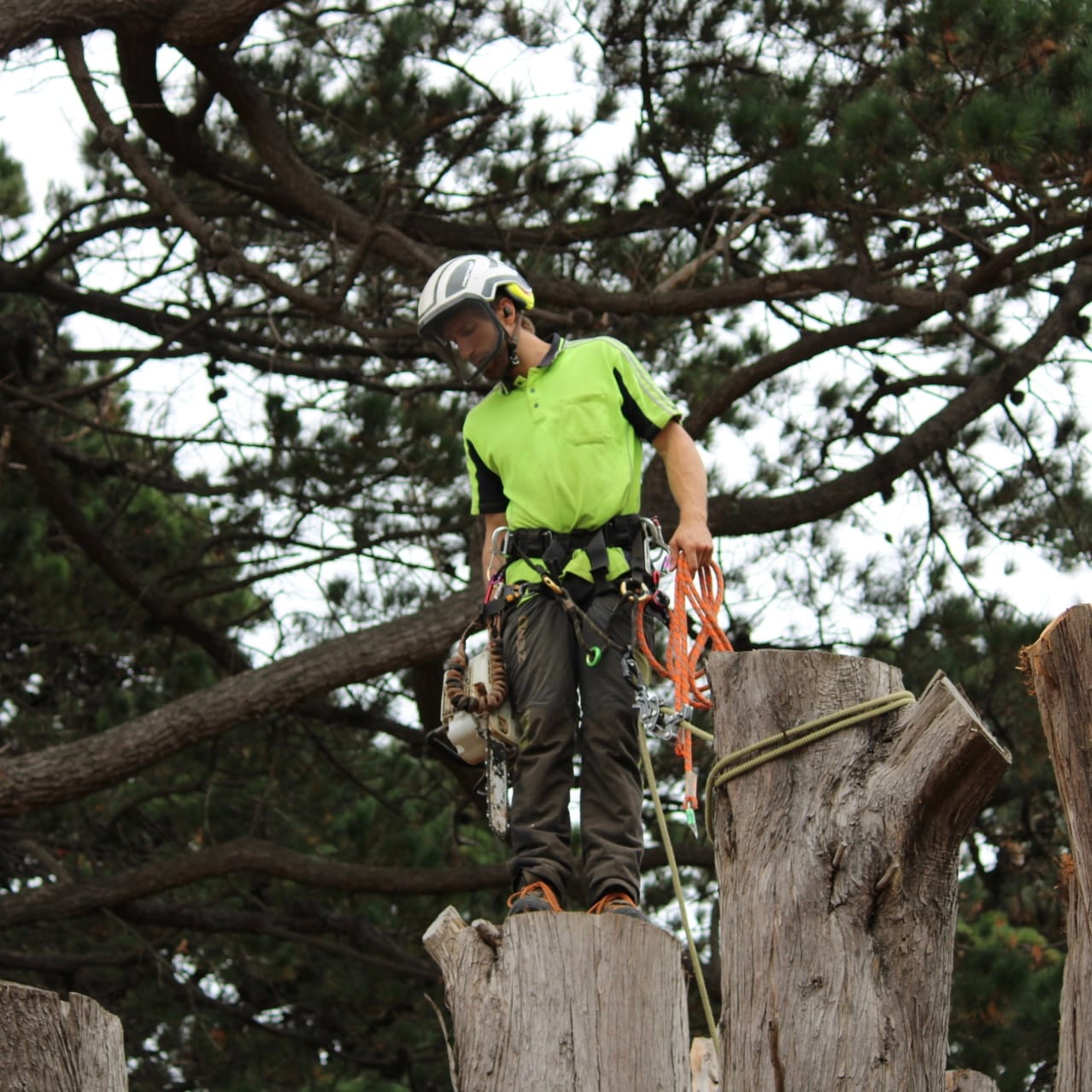 Driftwood Arborist