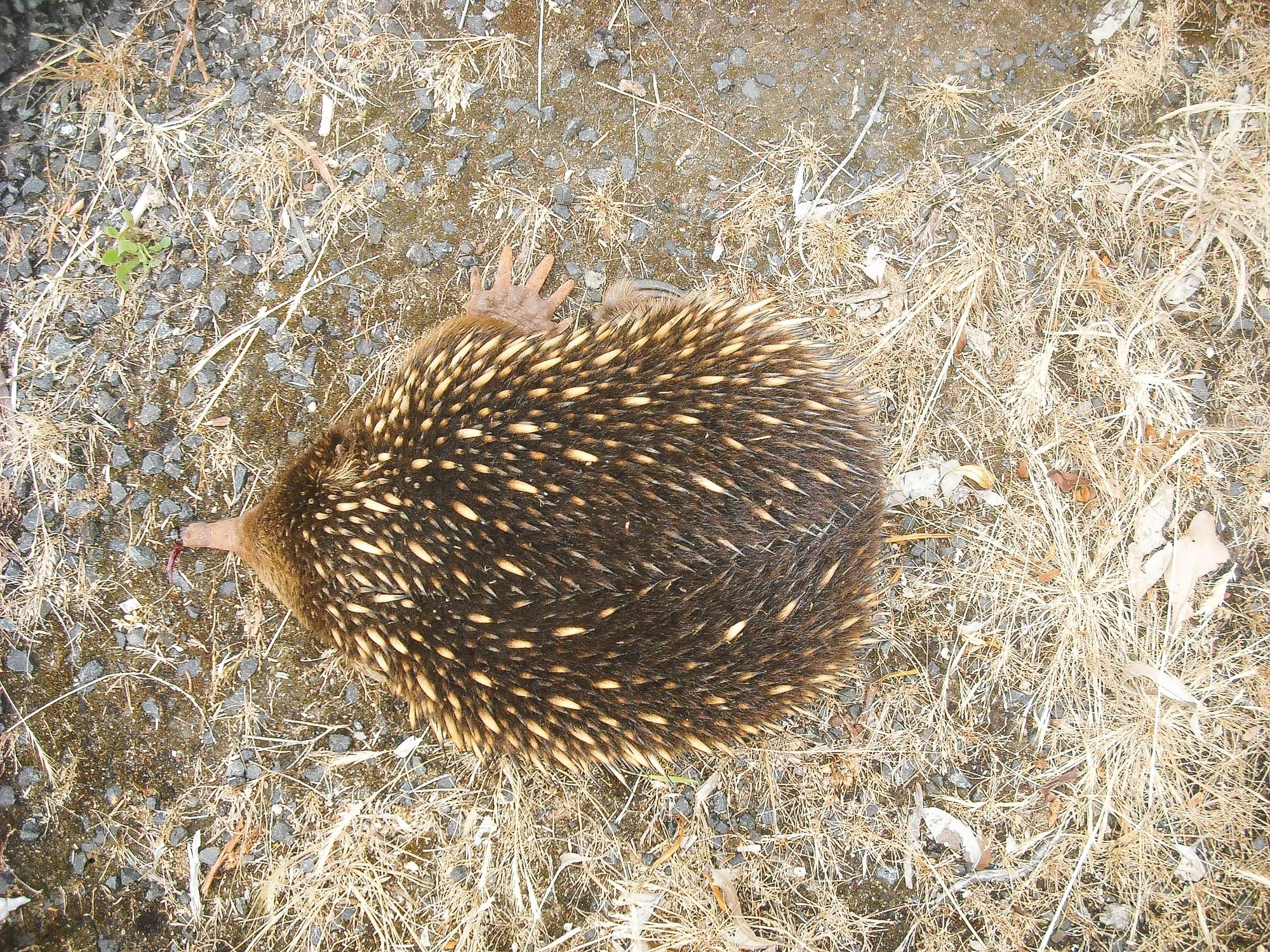 Even echidnas not safe from roadkill