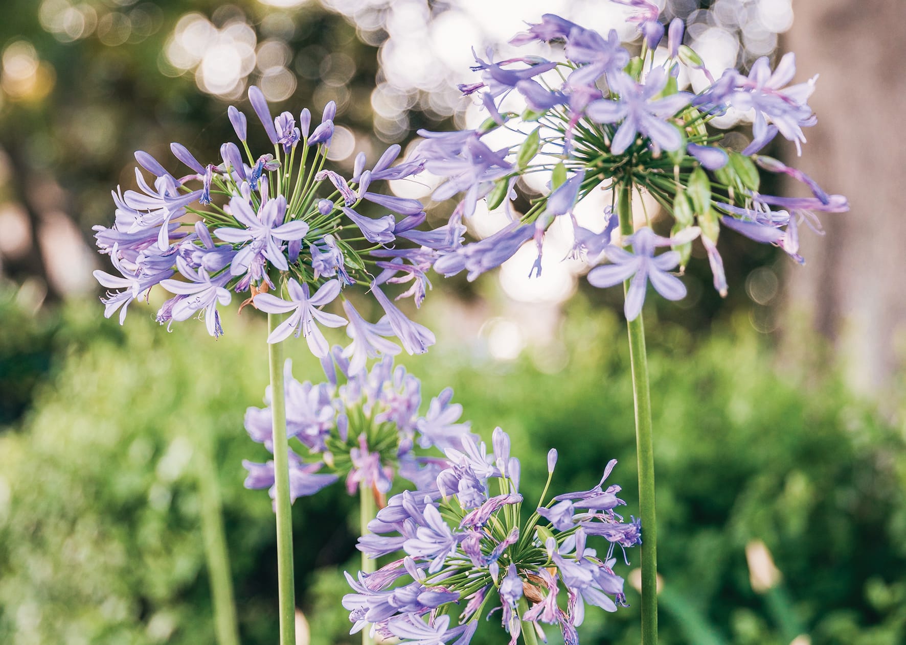 Nature strip crackdown