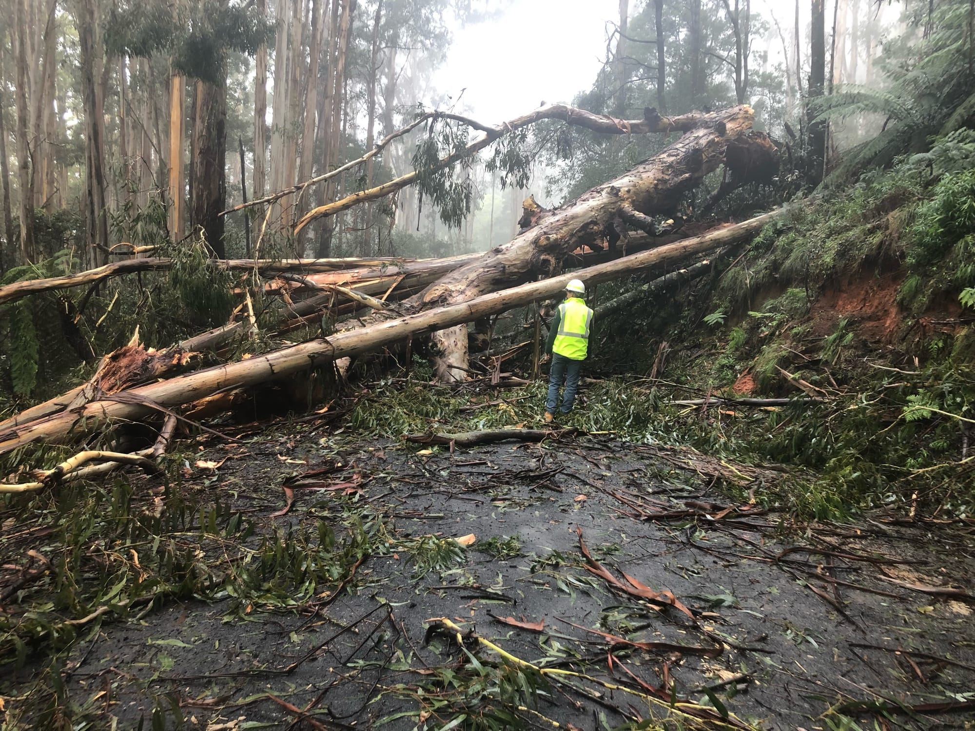 Gippsland state forests closed