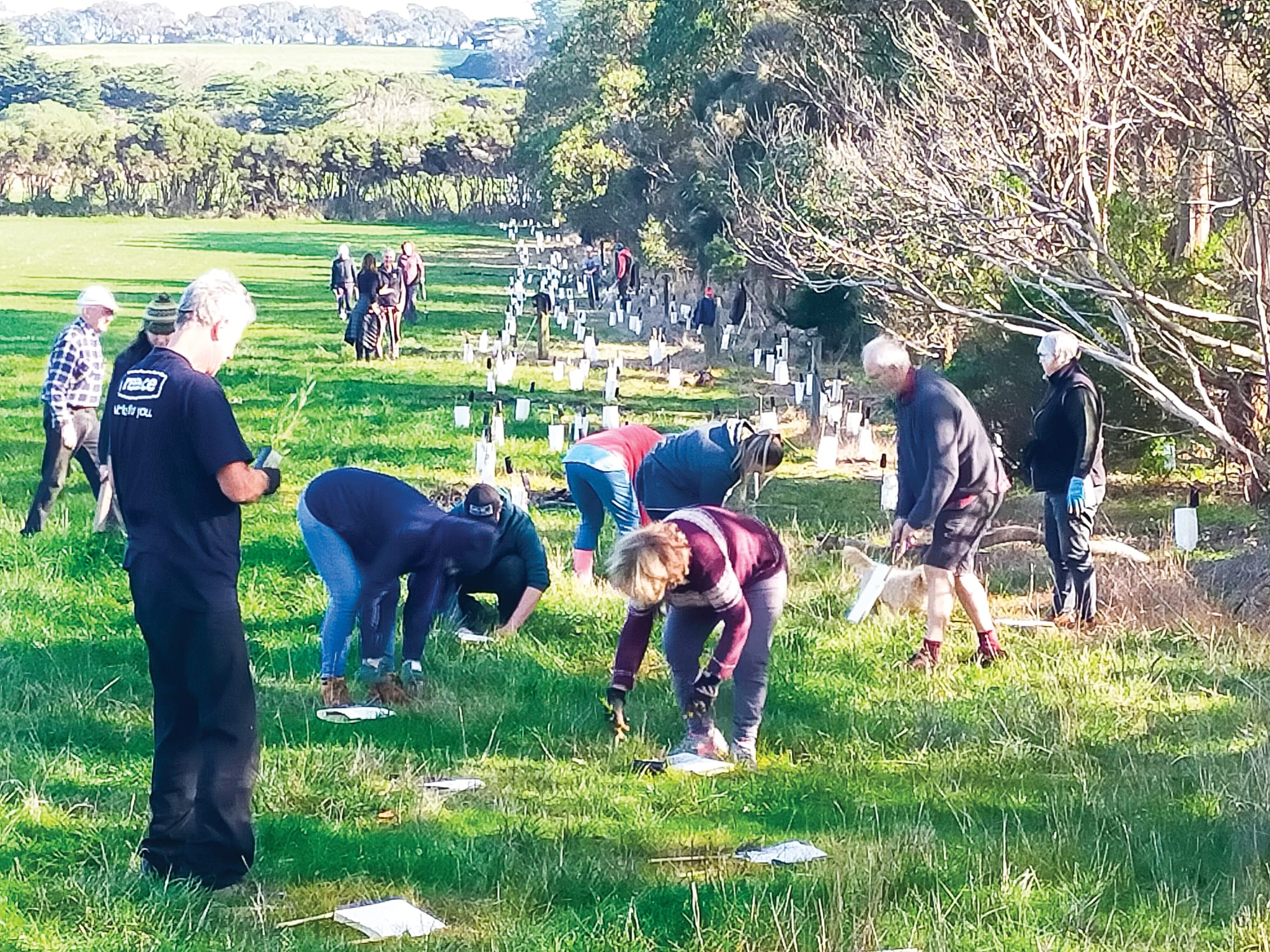Plant a tree with Landcare