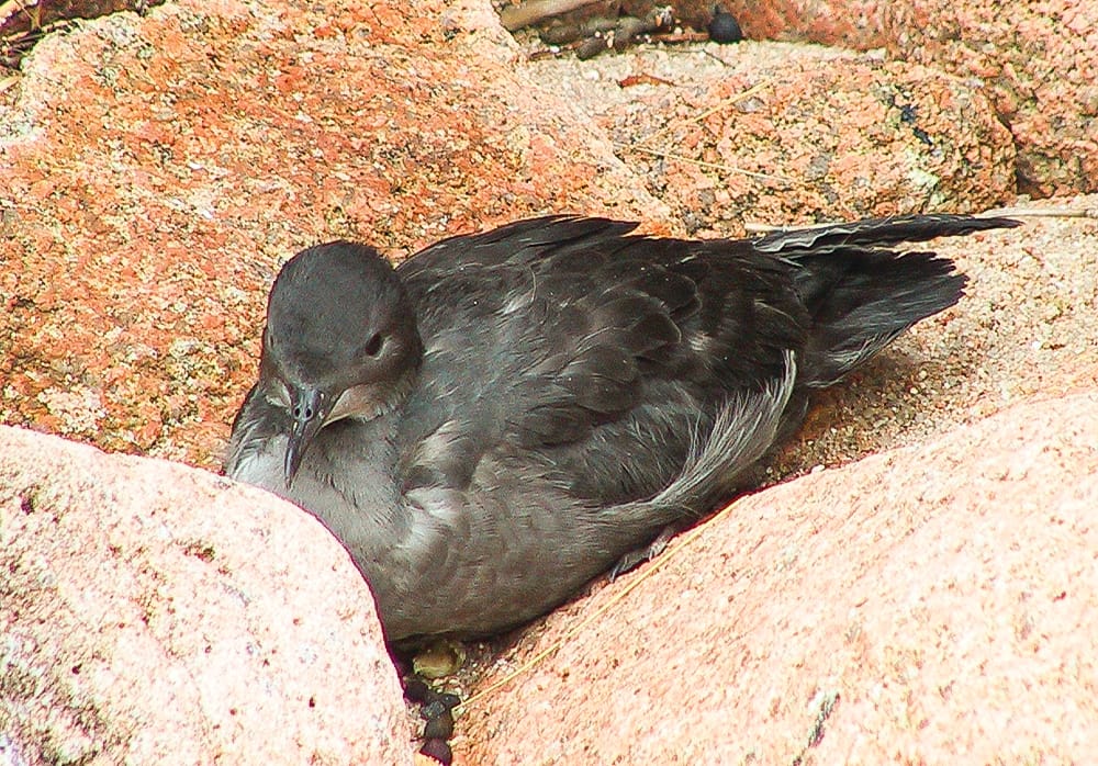 Short-tailed shearwaters return to improved habitat