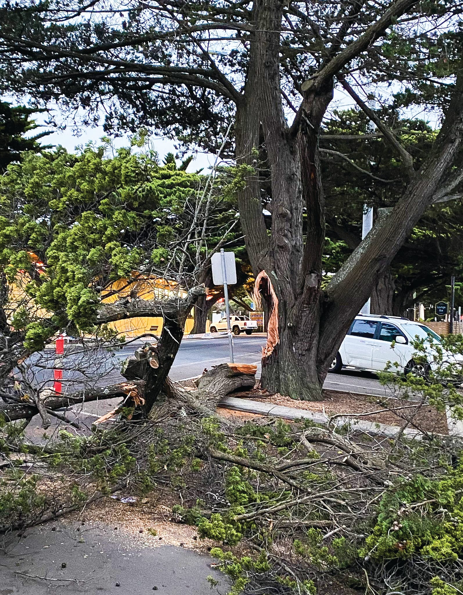 Cypress tree gets a stay of execution