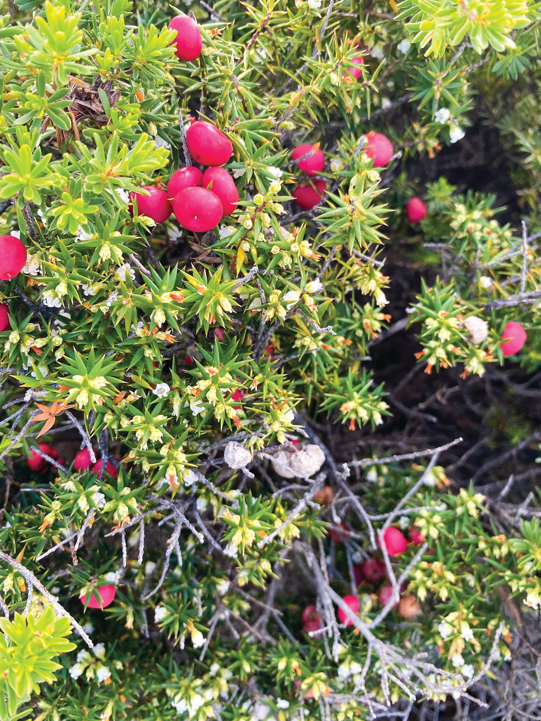 Threatened species focus for this year’s Environment Day