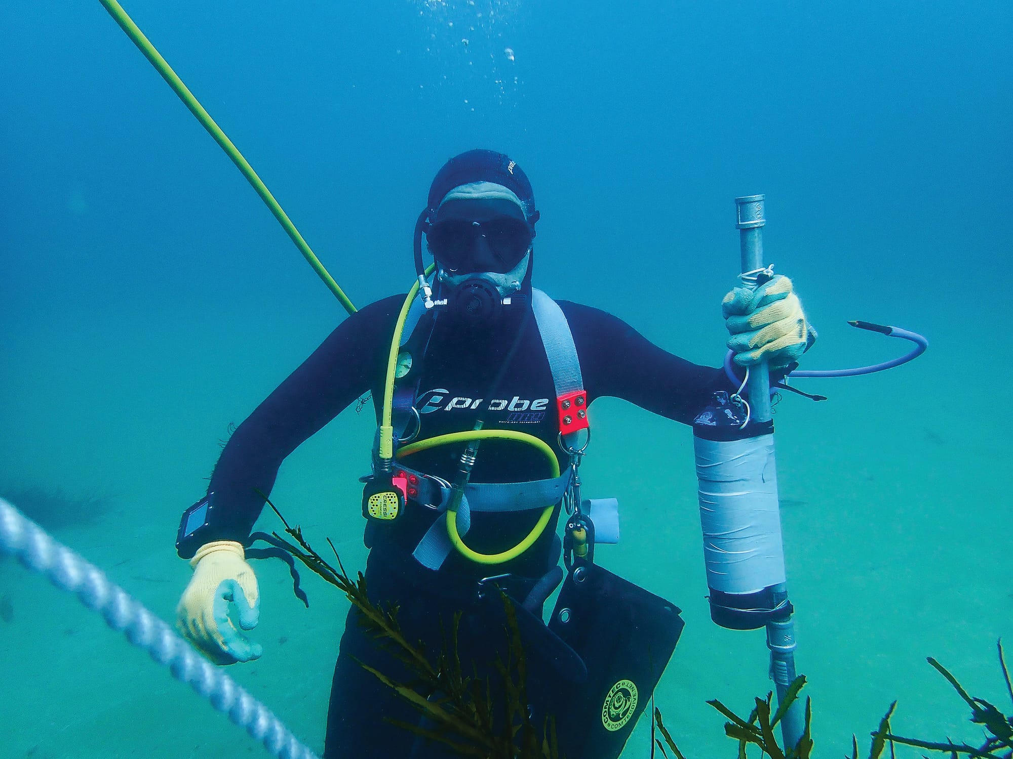 Great white population? Great question