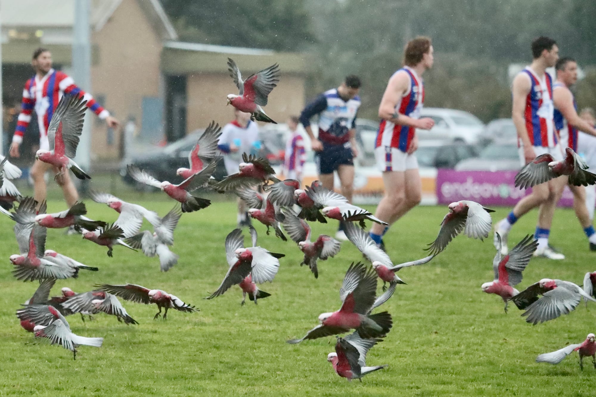 Dismal conditions can't stop the Seniors