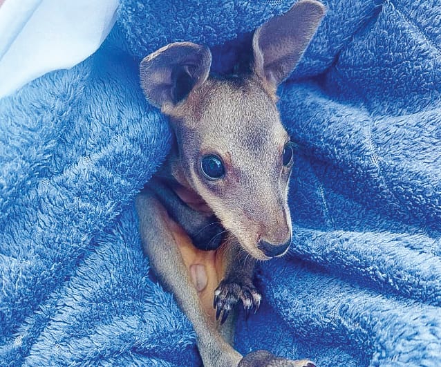 Nature Parks defends its wildlife policy