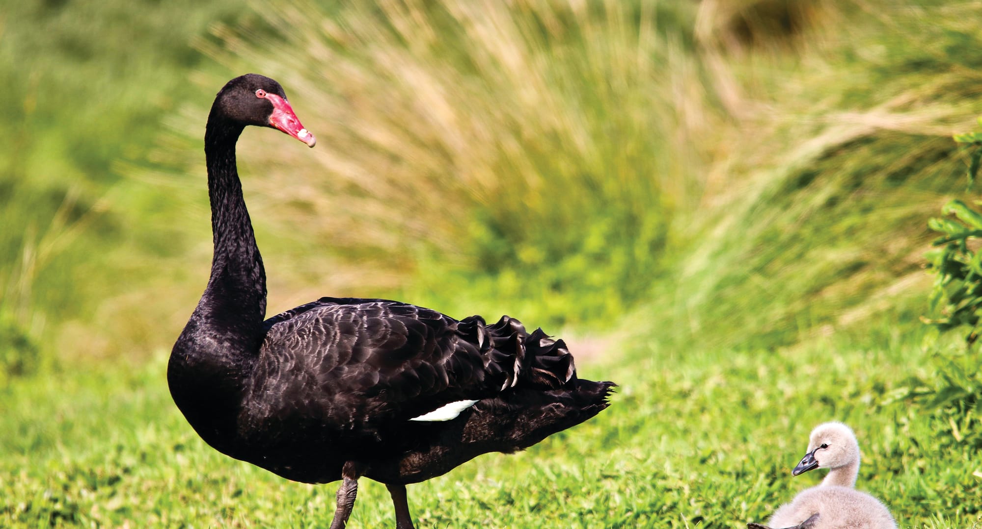 Slow progress on rapid roadkill toll