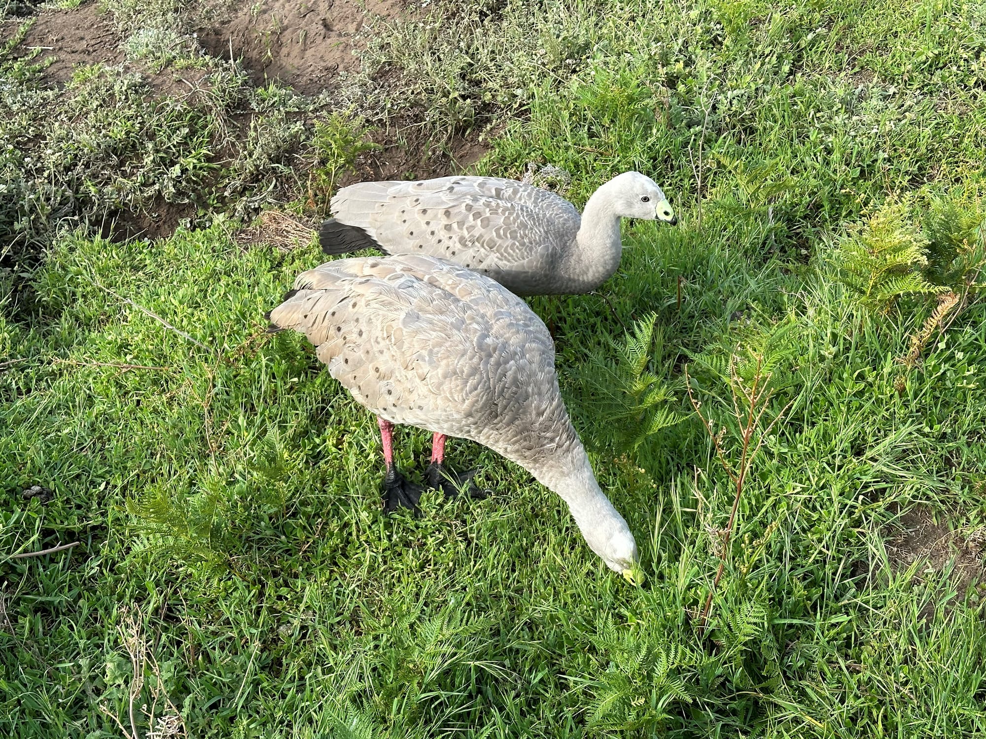 Farmers call for wildlife population controls