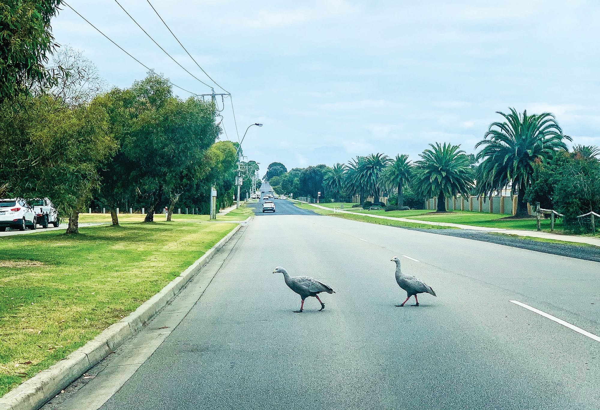 Lethal wildlife control, a “last resort”: plan