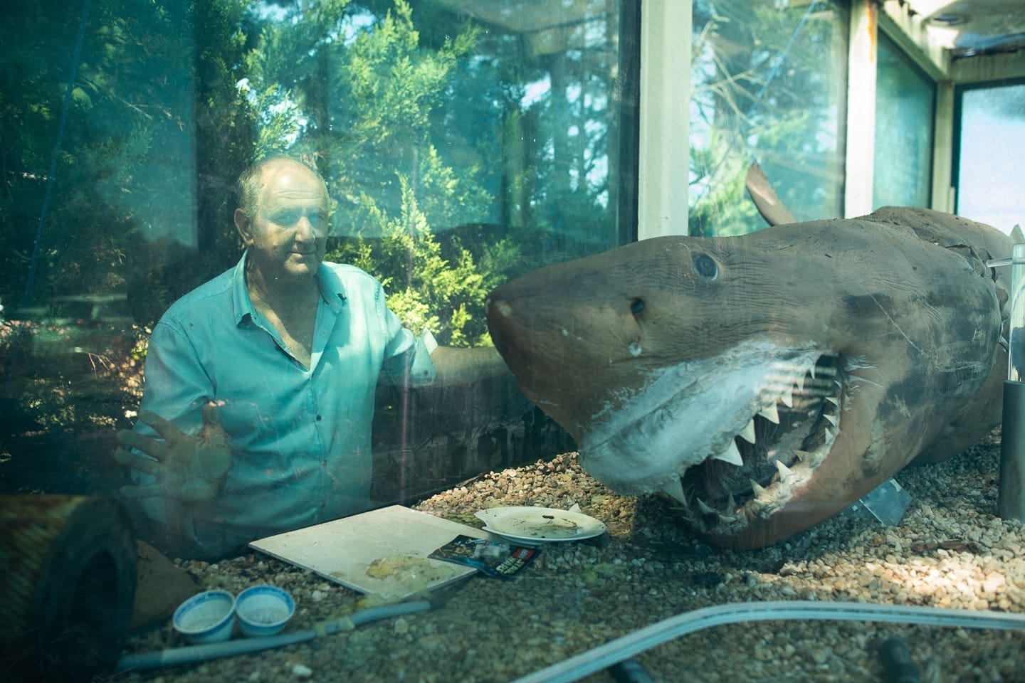 Rosie the Shark may finally get a new home