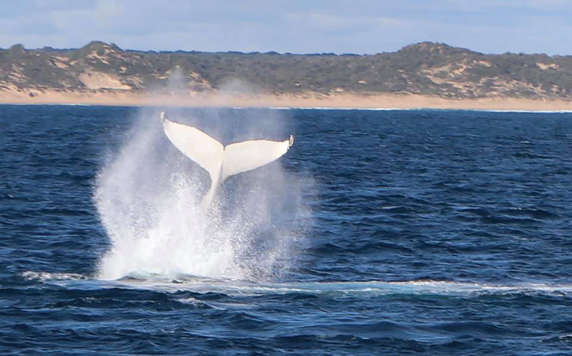 Whale spotting – more than just fun