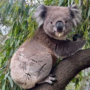 Koala Conservation Reserve