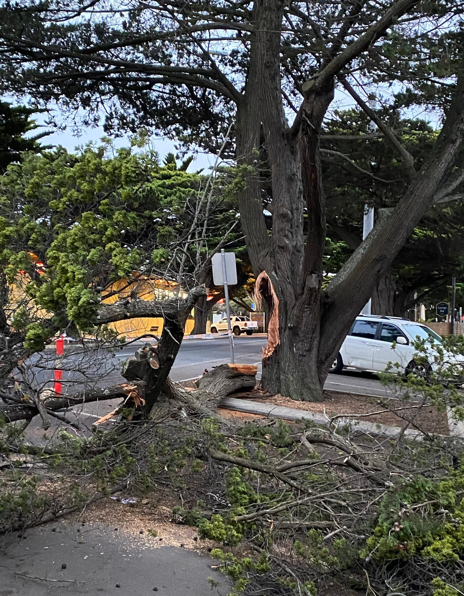 Close call with tree limb