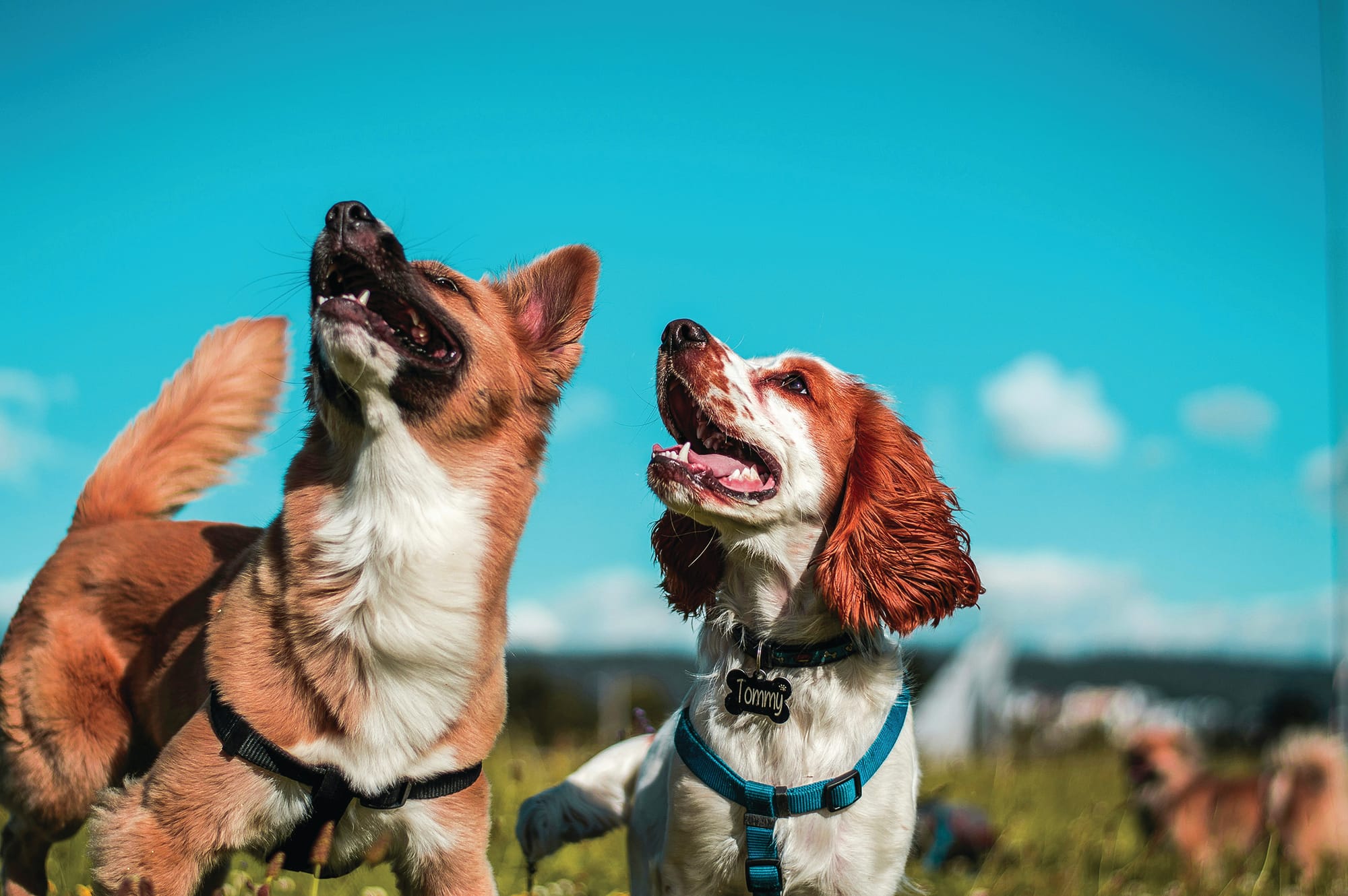 Dog fight over dog park