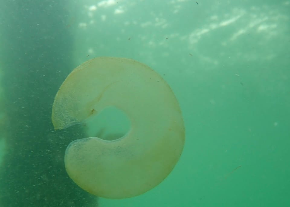 A Marine Mili series: Do you recognise these strange blobs?