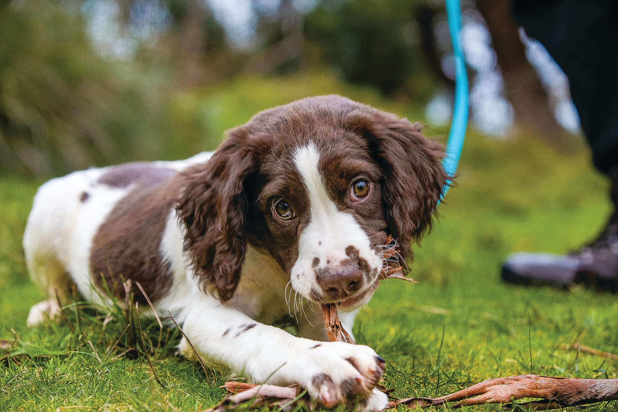 Deal seals nutrition for conservation dogs