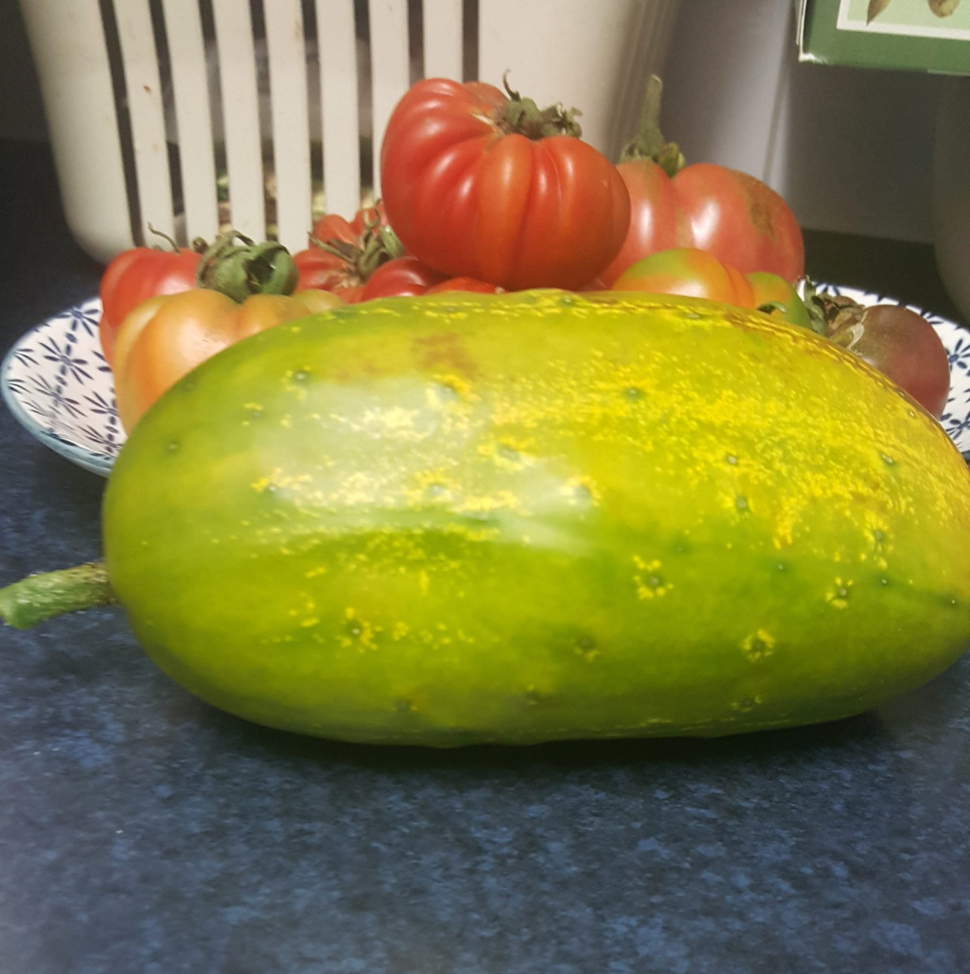 Invasion of the giant cucumbers