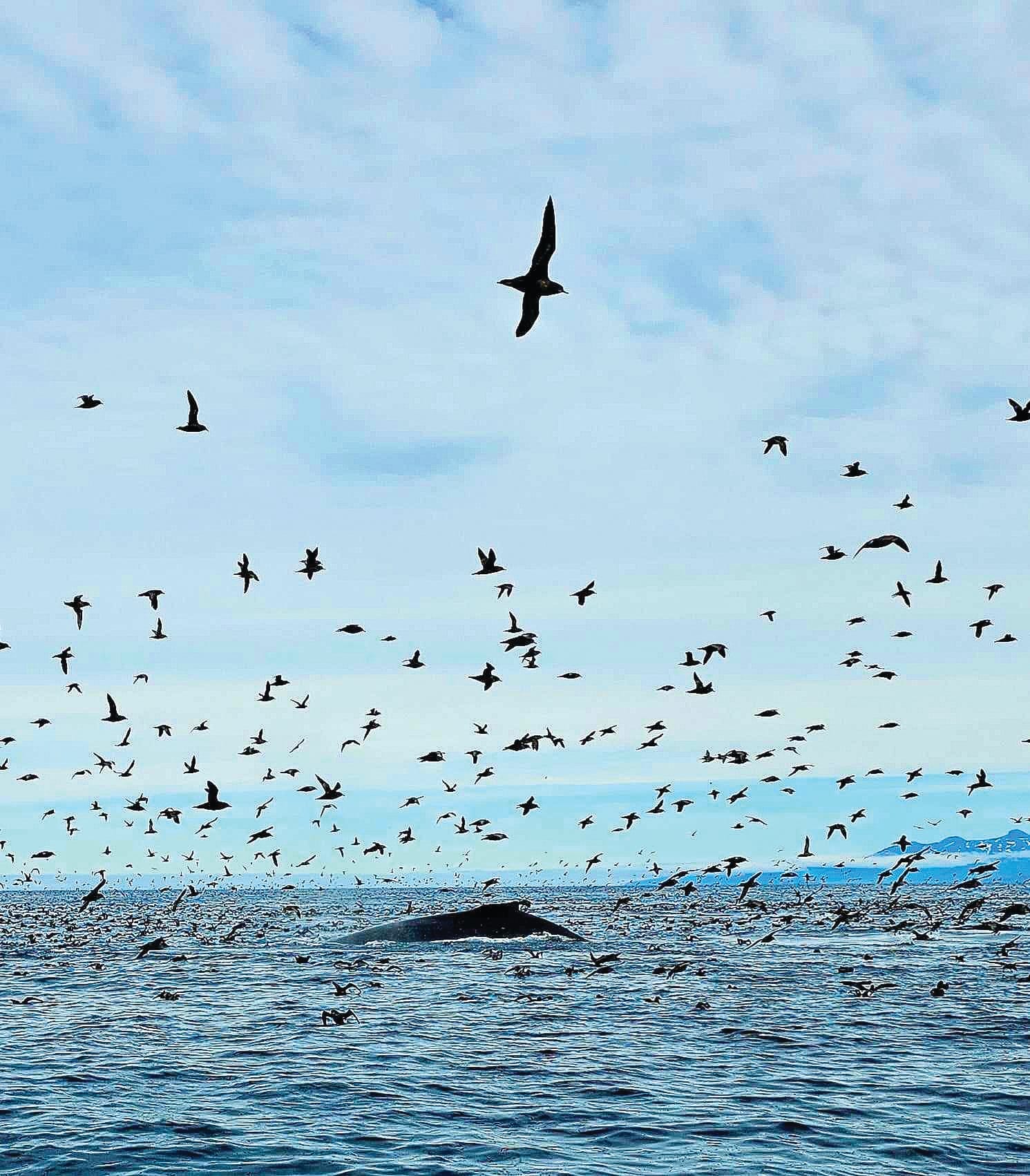 Island birds caught playing with whales in Alaska