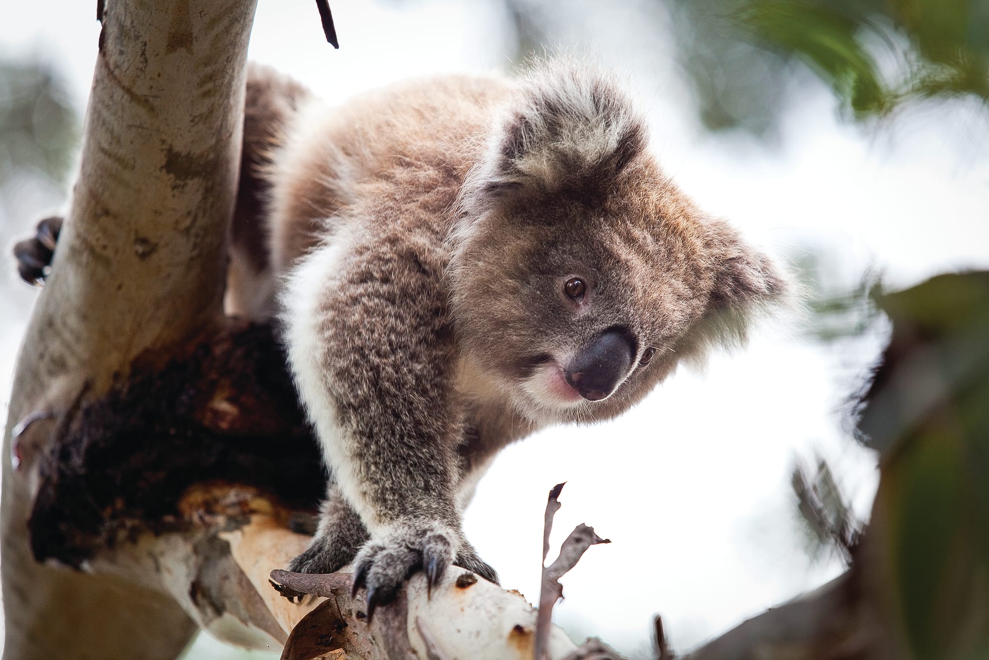 Calling all wildlife lovers