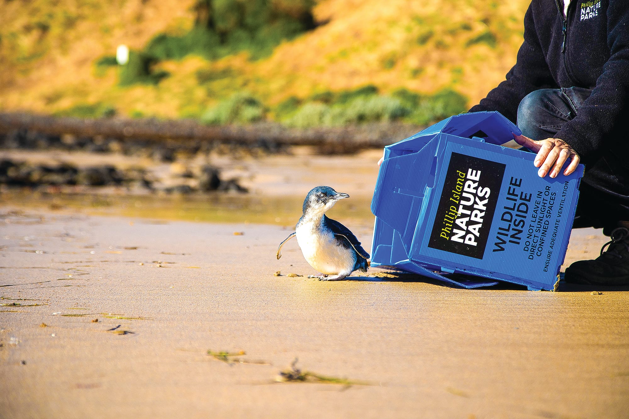 Rescued Red celebrates Penguin Awareness Day with ocean release