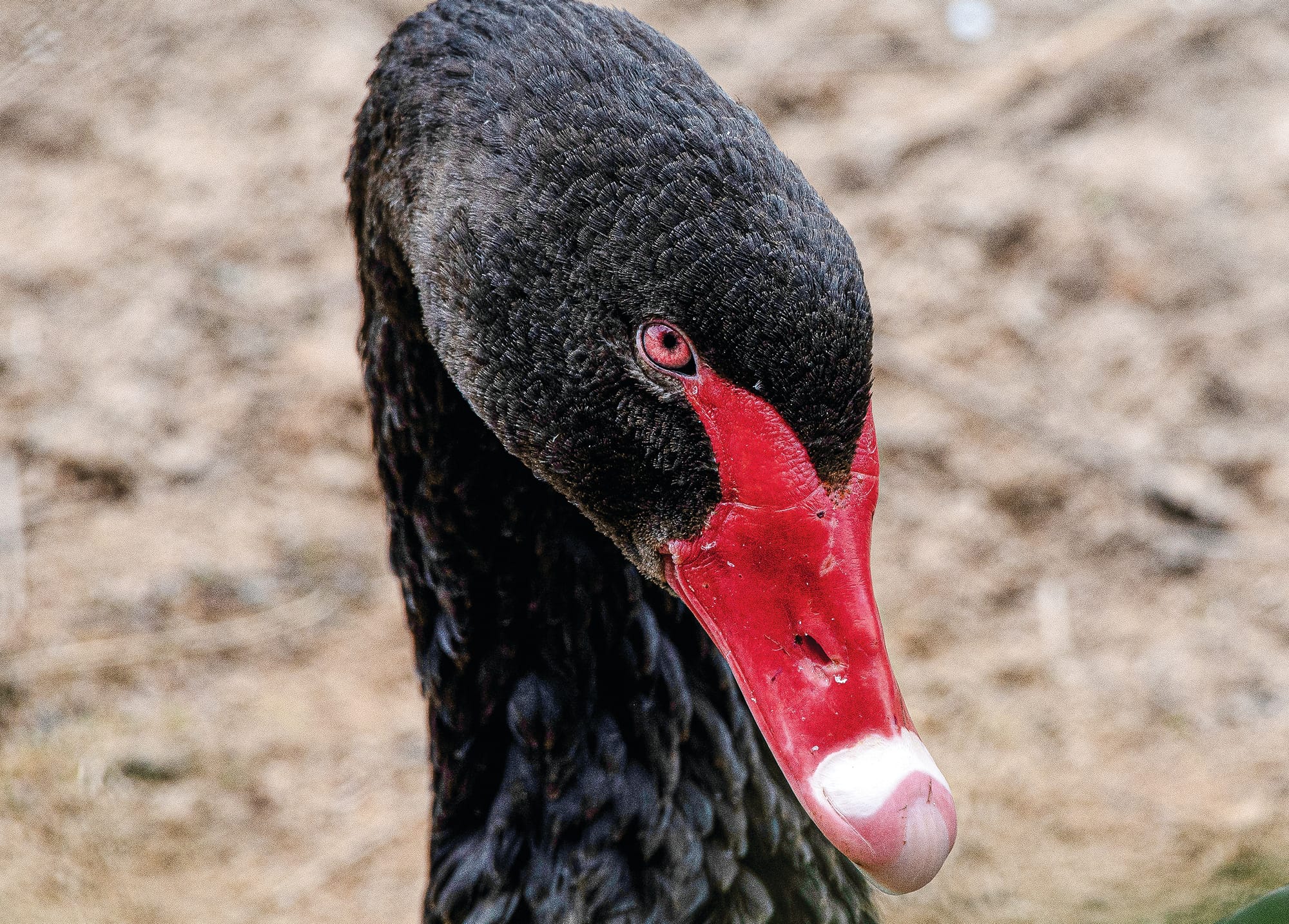 Culls increase, alongside over-population