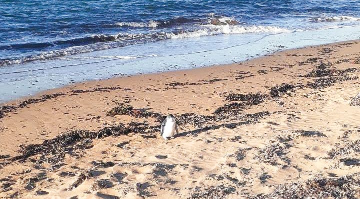 Where’s my parade?