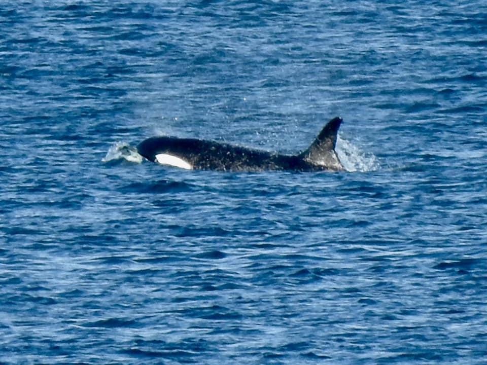 Whale spotted off Silverleaves Beach at 3.30 pm today