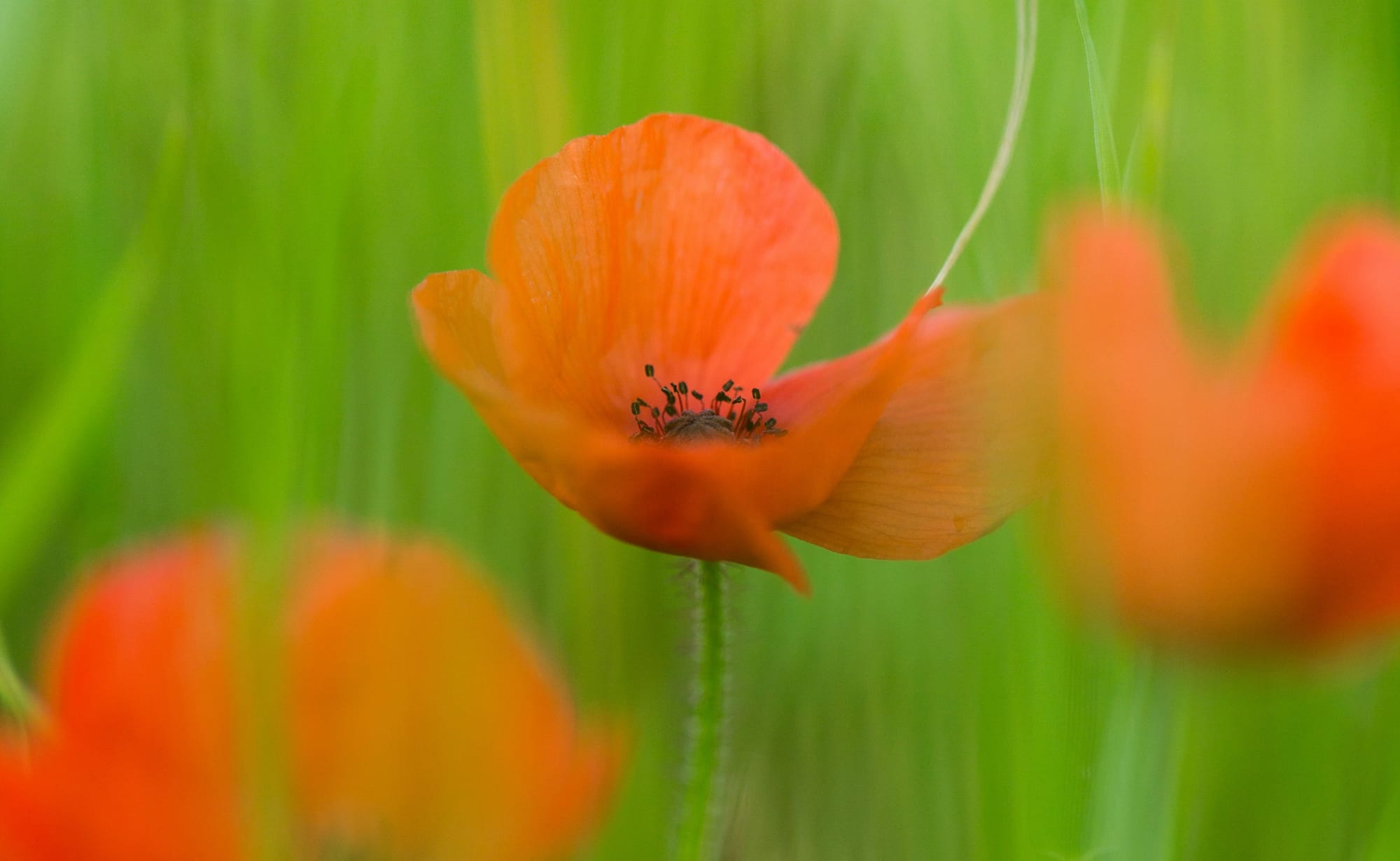 ANZAC Day events - Bass Coast remembers