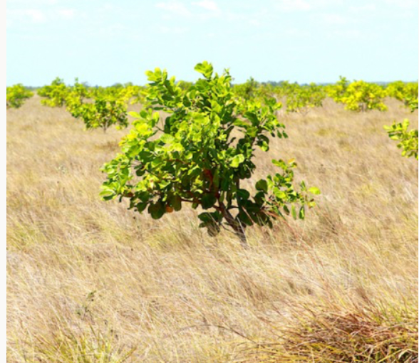Get your hands dirty with Landcare