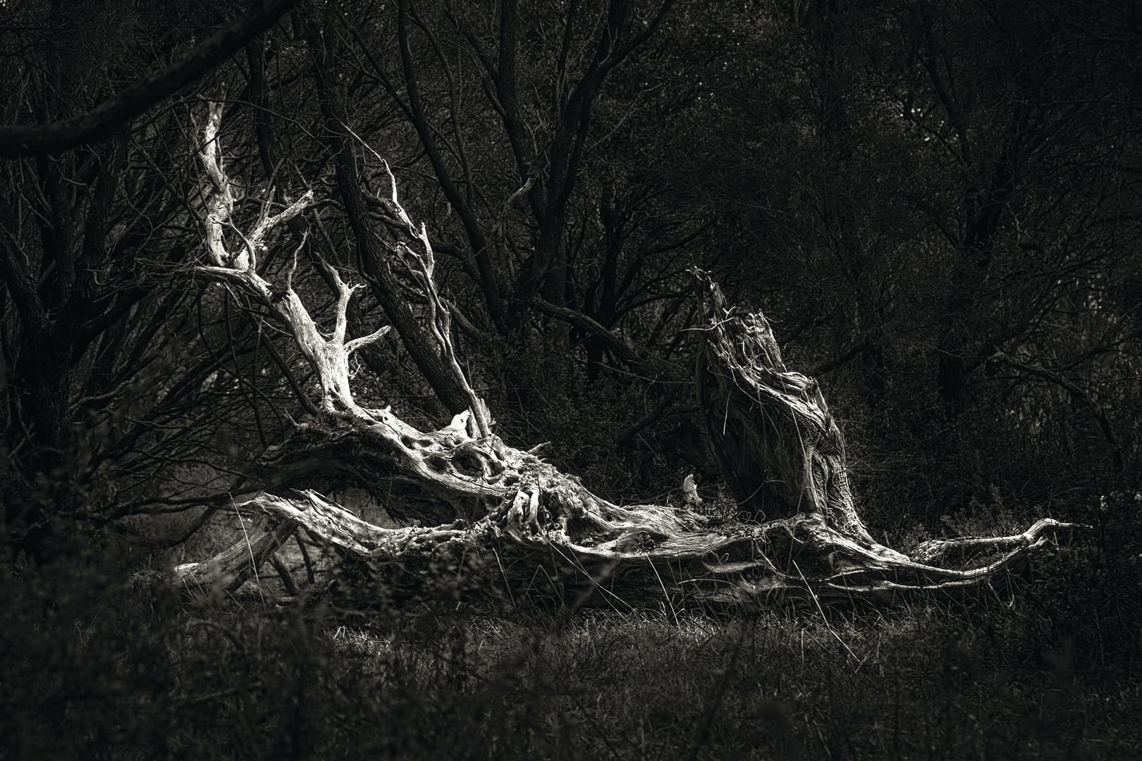 The ‘Best of the Best’