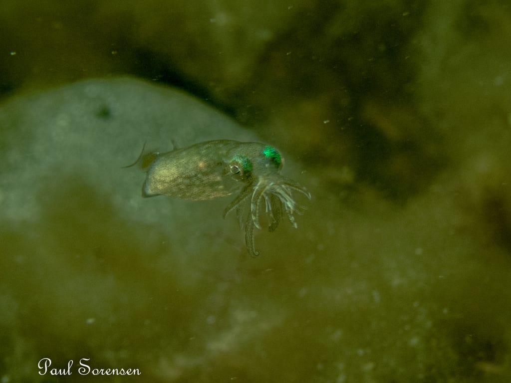 A Marine Mili series: A tiny squid!