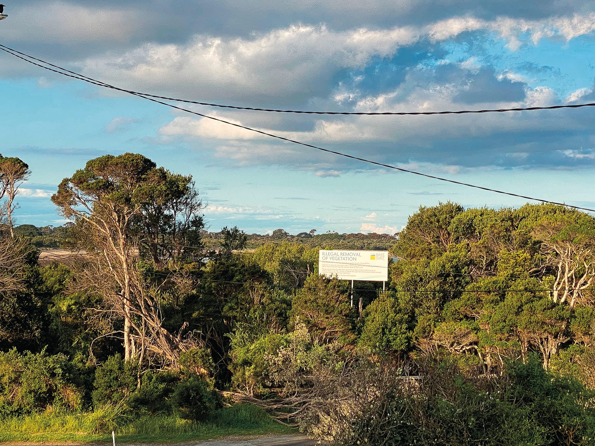 Illegal tree removal finger pointing