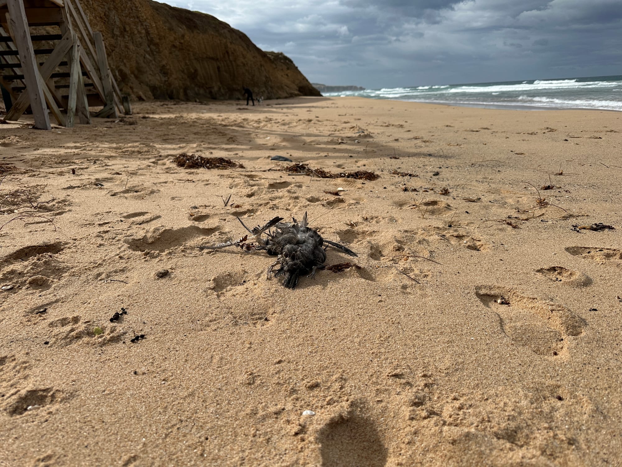 Shearwater deaths caused by hunger, not flu