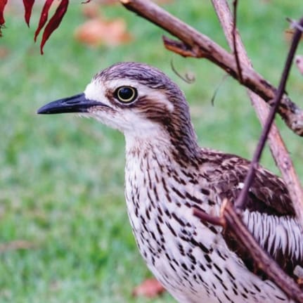 Critically-endangered bird released, then killed by car