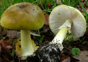 Don’t mix up your mushrooms