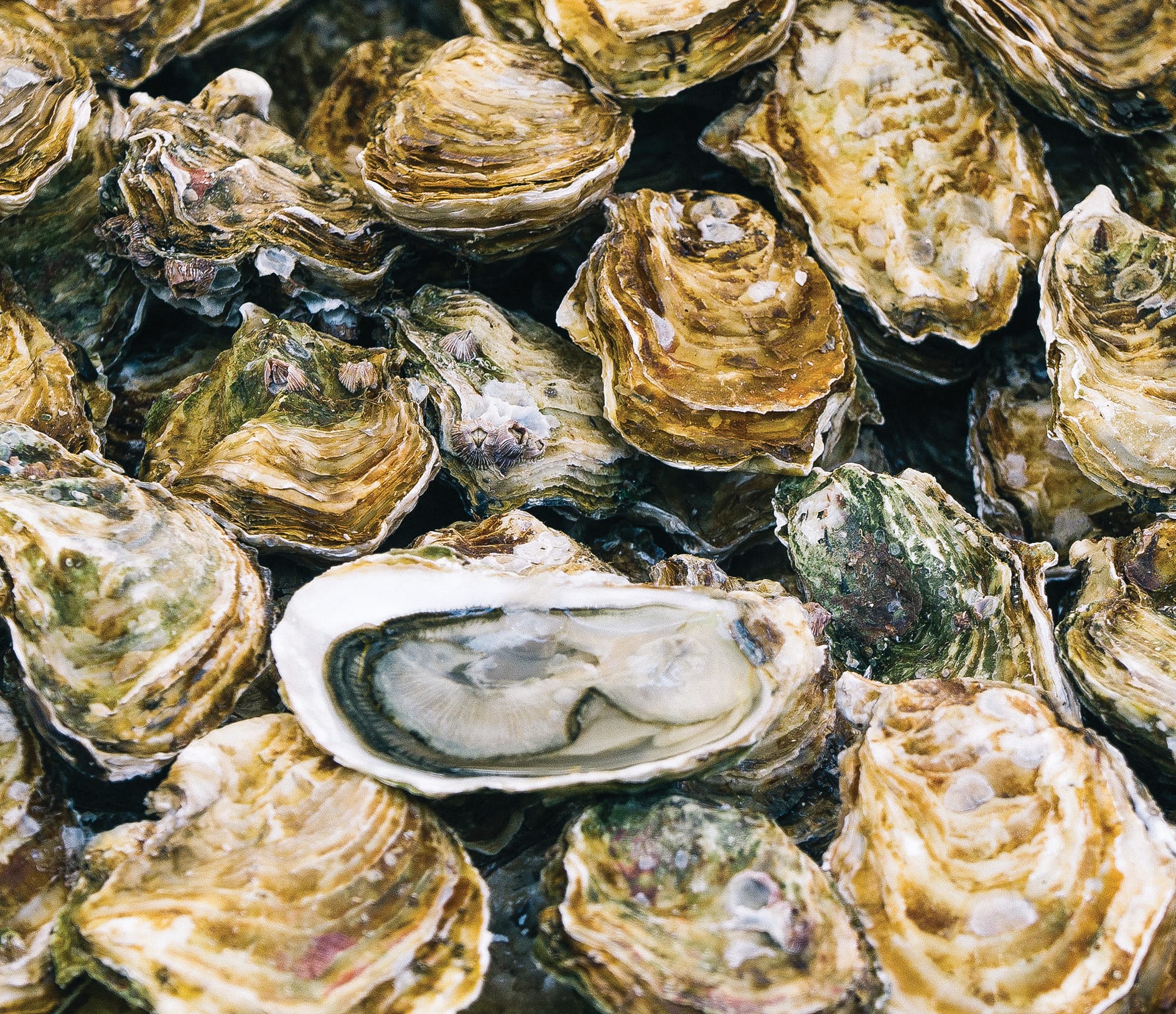 AGL bay project could be “catastrophic”