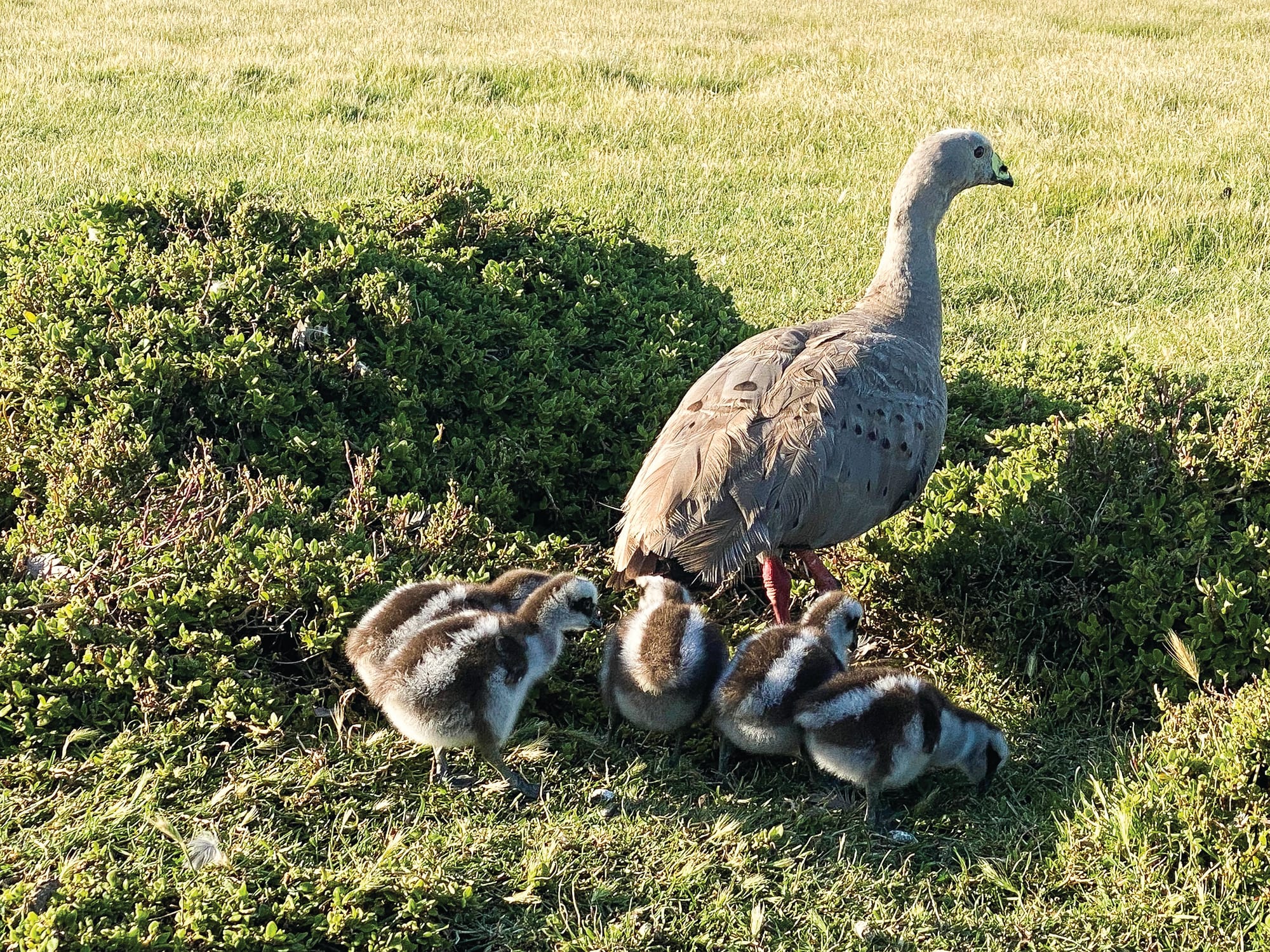 Wild goose chase? Measures to control Cape Barren population