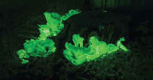 Ghostly glow for these mushrooms