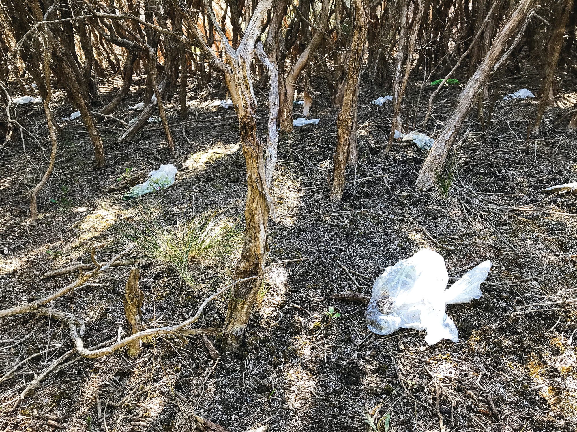 Doggie do bags are a big don’t