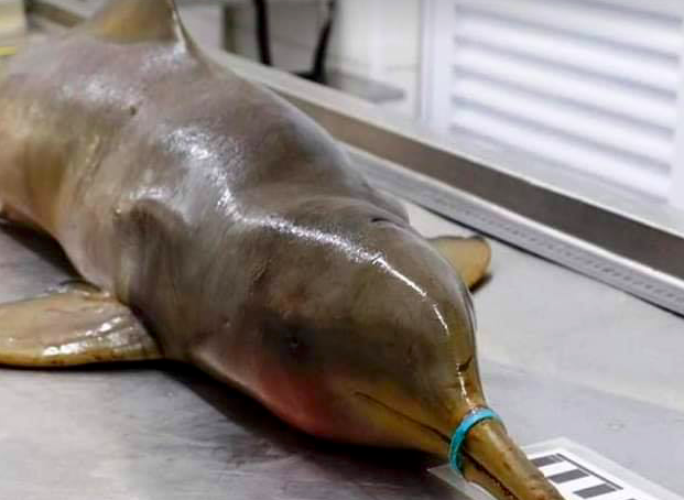 Snip rings and save lives