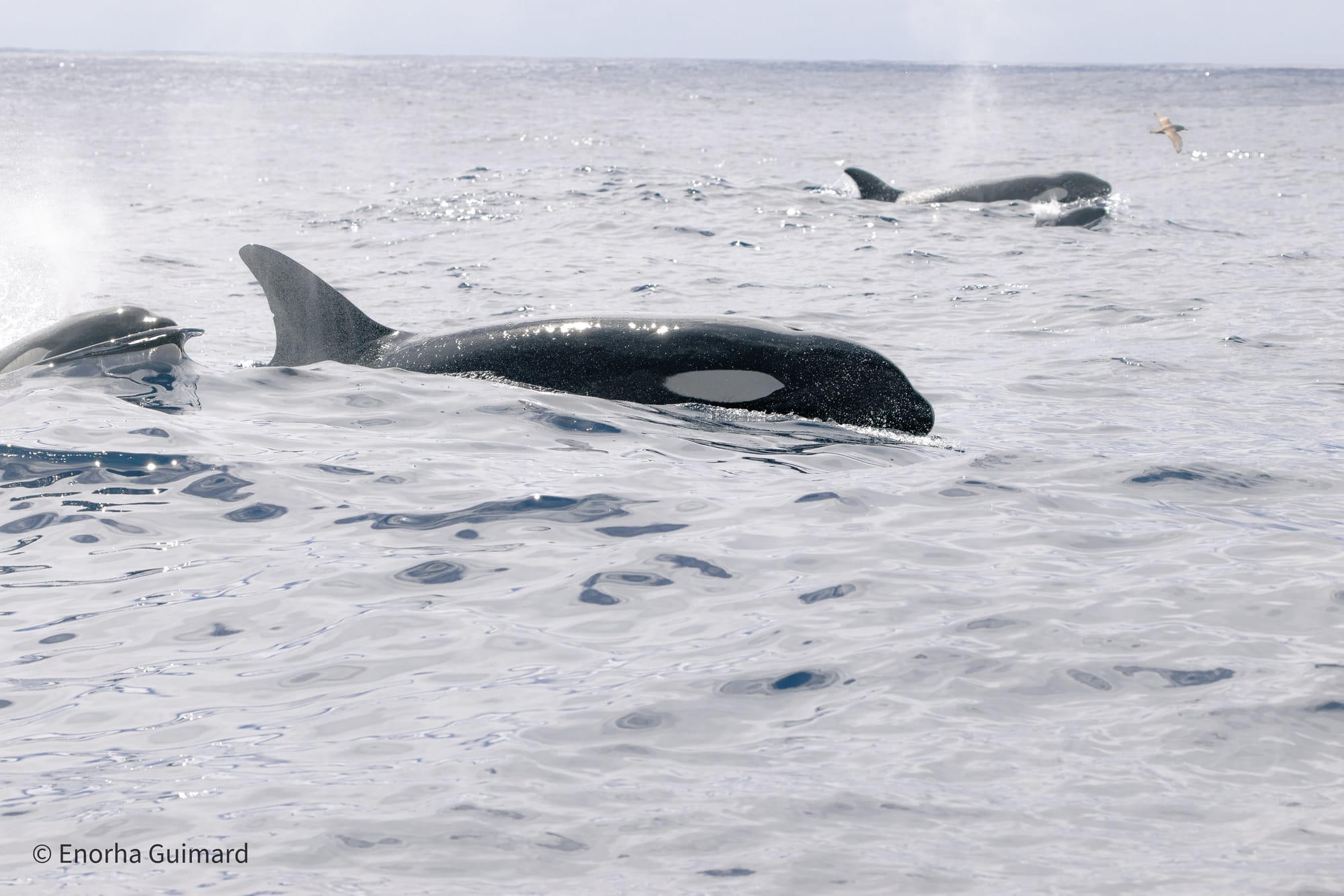 A Marine Mili series: The largest dolphin