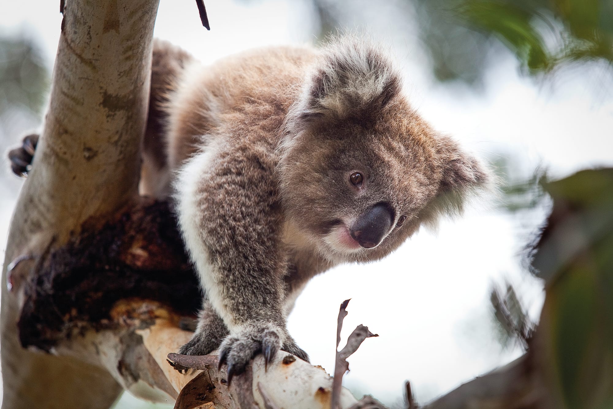 Get counting those koalas