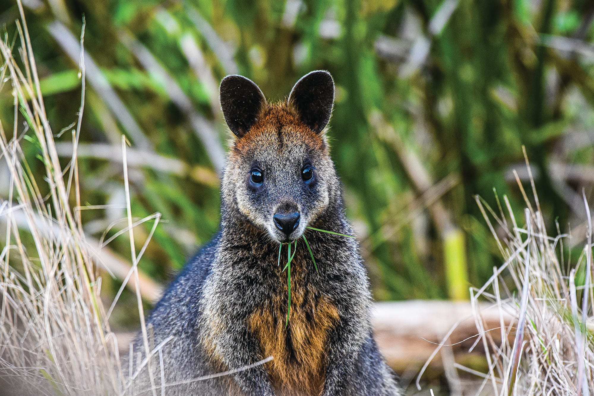 Wildlife plan: the numbers