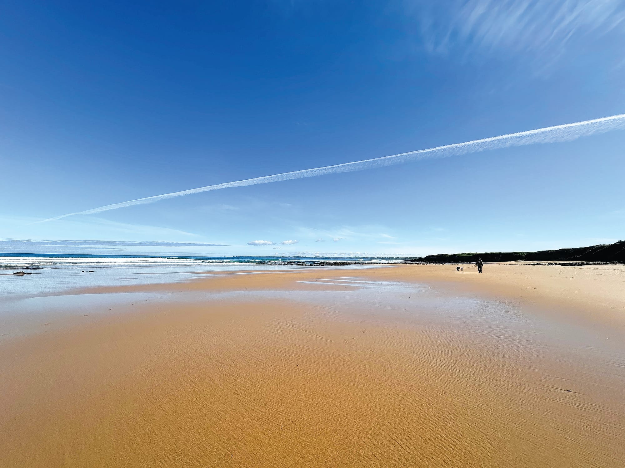 Insects and trees decline