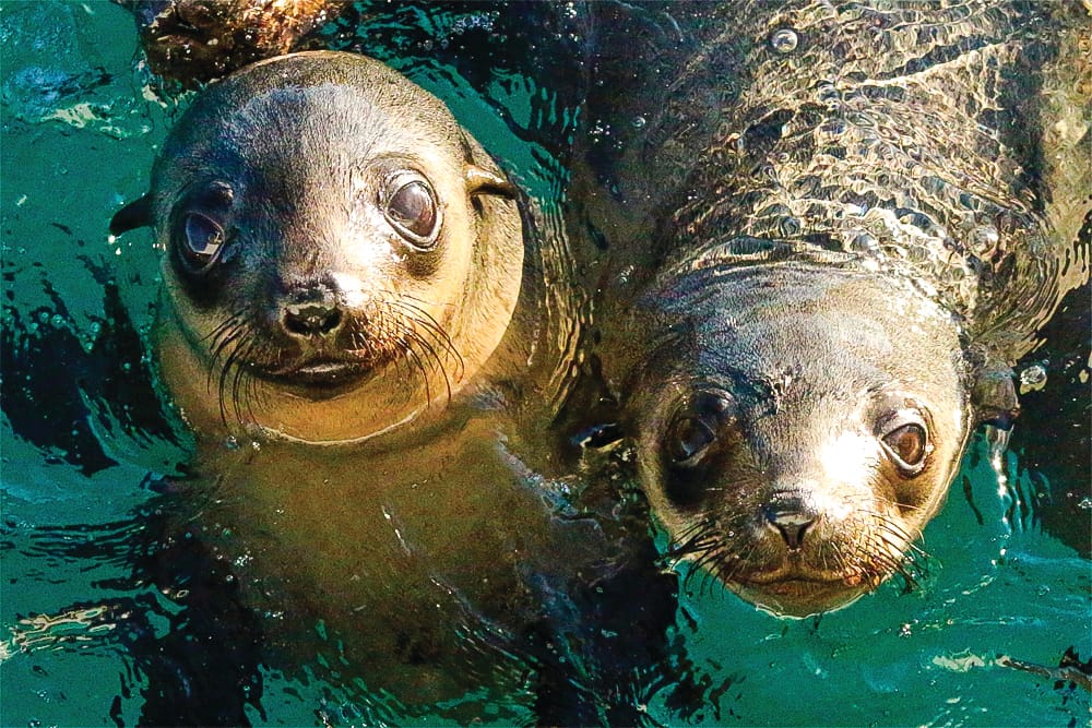 A Marine Mili series: The most playful creatures in the sea