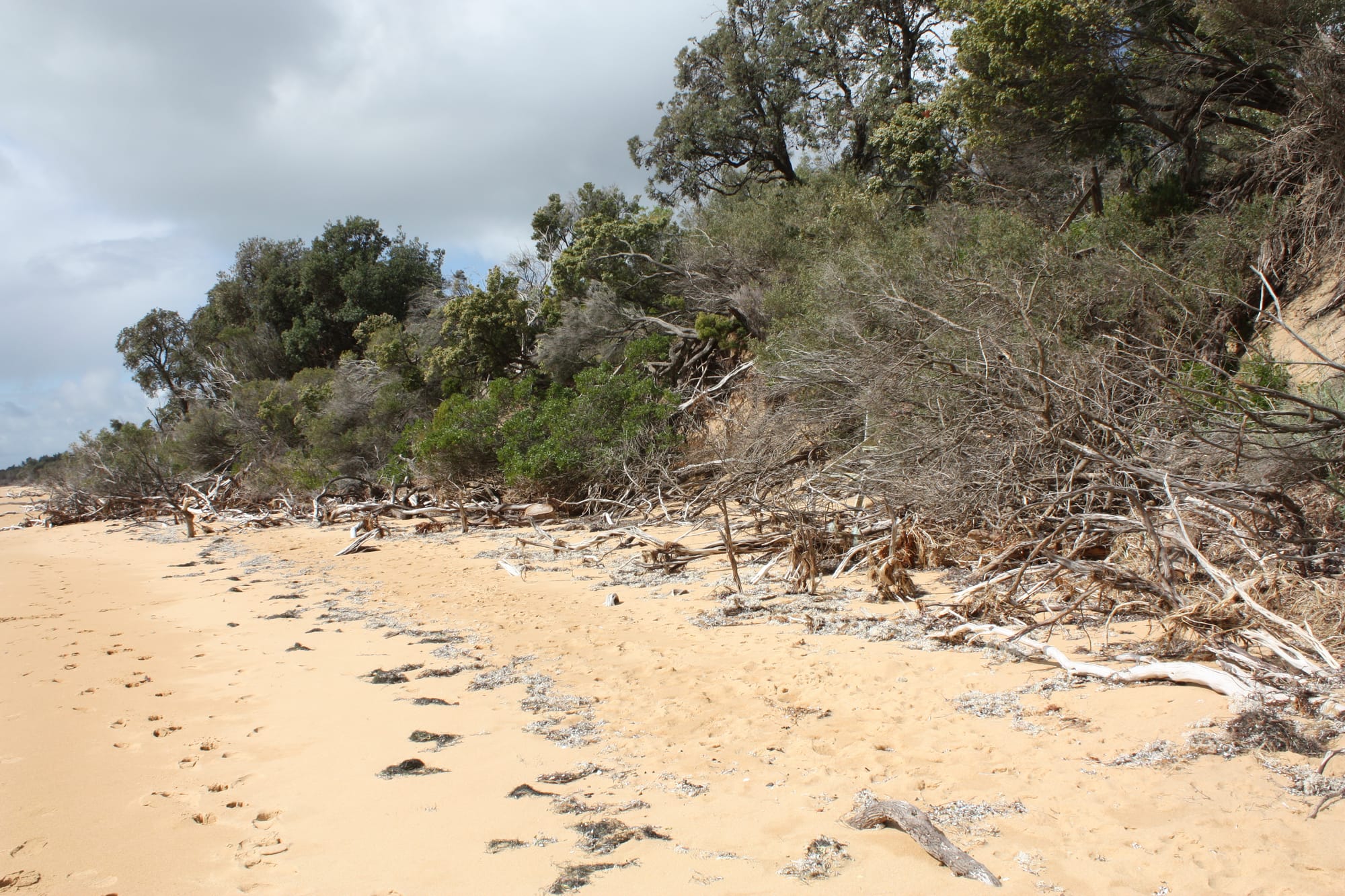 Silverleaves inundation prevented